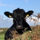 cow over hedge