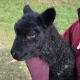 Black Lamb